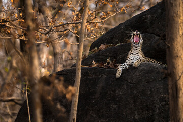 A leopard yawns while sitting on top of a rock on a summer afternoon at Pench National Park showing the insides of it's mouth