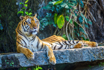 Tiger lying on the ground.