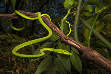 A wide angle portrait of a common vine snake in typical habitat under diffused lighting at Matheran. These snakes are diurnal and arboreal and voracious predators.