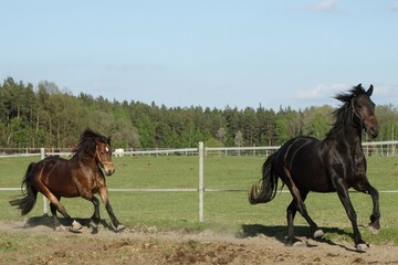 black horse and bay horse
