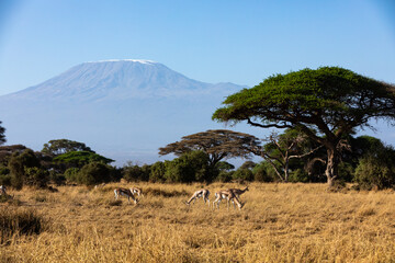 KENYA - AUGUST 16, 2018: Mt Kilimanjaro and acacia trees in Amboseli National Park