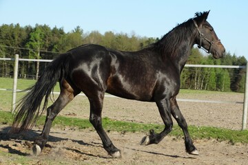 stunning black mare friese