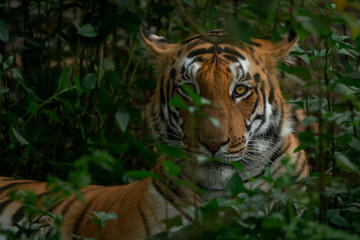 Fototapeta na wymiar A tigress looking through vegetation at Pilibhit tiger reserve, Uttar Pradesh