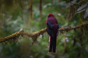 Portrait of a Ward's trogon at Eaglenest Wildlife Sanctuary, Arunachal Pradesh, India