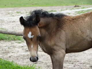 Obraz premium little foal, young horse