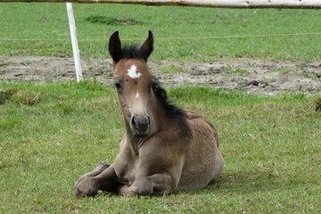 Obraz premium little foal, young horse