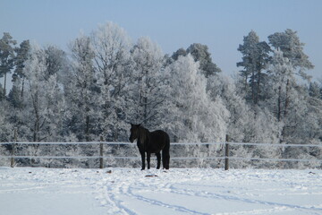 black horse in the field in winter