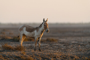 Portrait of an Indian wild ass in dramatic lighting