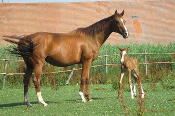 Naklejka na ściany i meble mare and foal first time out in the field