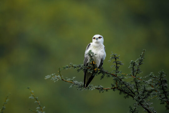 Portrait of a sub-adult black-shouldered kite at Jhalana leopard sanctuary, Jaipur, India