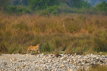 A tigress walks on the Ramganga riverbed on white stones and sand with a view of the habitat around