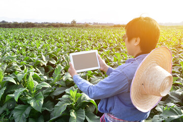Asian horticulture geneticist is working on local tobacco farm to store data of planting, cultivar development and plant diseases in the afternoon, soft and selective focus.