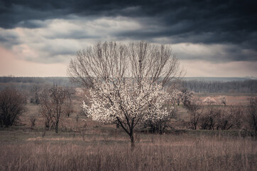Blooming apricot in a field among old trees.
