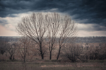 Blooming apricot in a field among old trees.