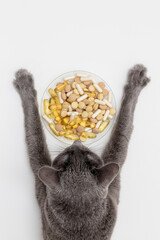 Russian blue cat lies on floor in front of bowl full of pills.