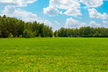 Green meadow at the edge of an oak forest.