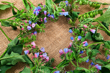 Frame made of Common Comfrey (Symphytum officinale) herbs on a jute background. Copy space. Top view. - obrazy, fototapety, plakaty