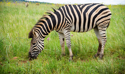 Fototapeta na wymiar A zebra photographed in the wild. Rietvlei Nature Reserve.
