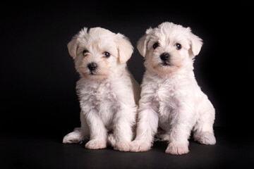 Very cute maltese terrier puppy dog - obrazy, fototapety, plakaty