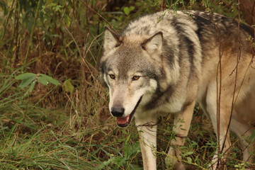 Male Grey Wolf
