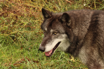 Panting Wolf
