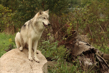 Fototapeta premium Sitting on a Rock 
