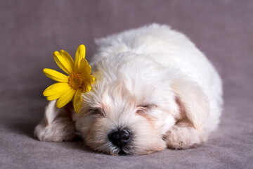 Very cute maltese terrier puppy dog sleeping