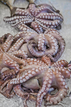 Octopus. Isolated. Focus In The Centre.Fresh Octopus on ice at the fish market. Stock Image.
