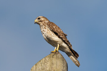 Immature Red-shouldered Hawk perched on post at STA 5, Clewiston, Florida.