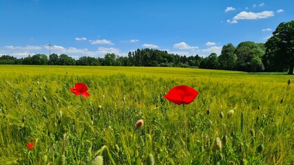 field of poppies