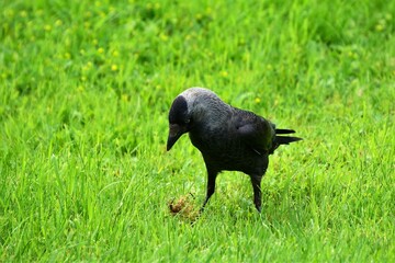 Rabenvögel - Dohle (Corvus monedula)