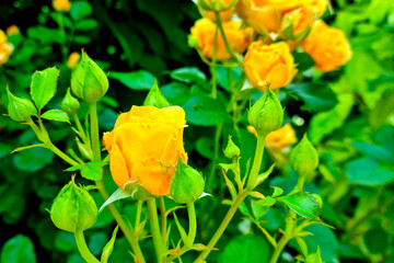 Yellow flowering rose in the garden in spring. Landscape of nature.