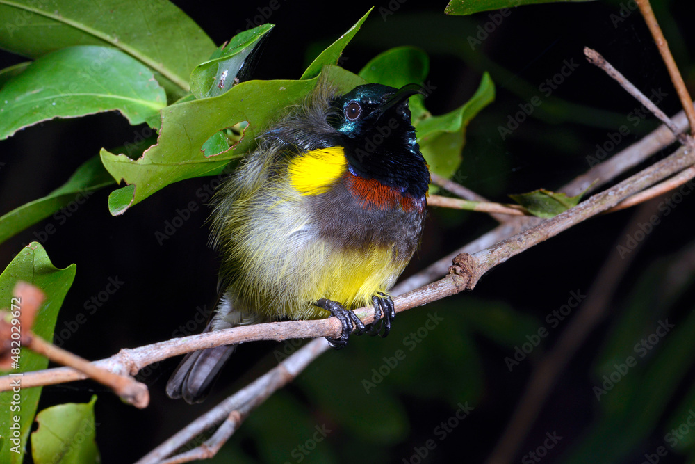 Wall mural Souimanga sunbird // Malegassennektarvogel (Cinnyris sovimanga)