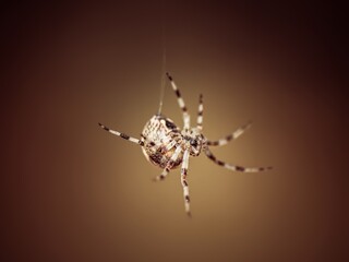 spider on a web