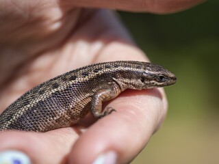 lizard on a hand