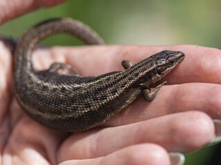lizard on a hand