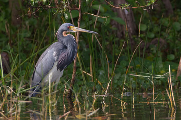 Tricolored Heron in a marsh in Fort Lauderdale, Florida