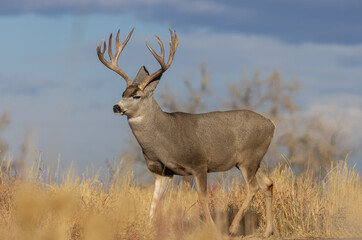 Mule Deer Buck During the rut in Fall in Colorado