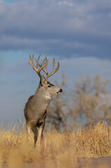 Obraz premium Mule Deer Buck During the rut in Fall in Colorado
