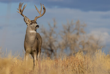 Mule Deer Buck During the rut in Fall in Colorado