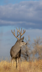 Naklejka na ściany i meble Mule Deer Buck During the rut in Fall in Colorado