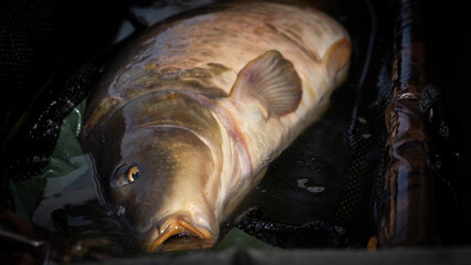 Mirror carp on cradle