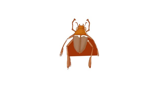Insect bug icon animation best cartoon object on white background