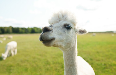 Portrait of white alpaca in a summer meadow.