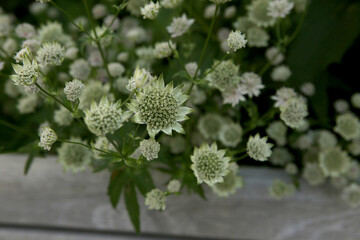 Flowering Astrantia major or great masterwort. White flowers blooming in summer, dark shady garden background.