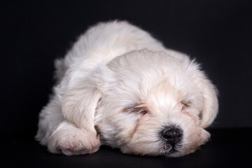 Very cute maltese terrier puppy dog sleeping