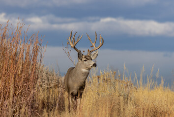 Mule Deer Buck During the rut in Fall in Colorado