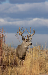 Mule Deer Buck During the rut in Fall in Colorado