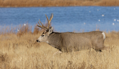 Mule Deer Buck During the rut in Fall in Colorado