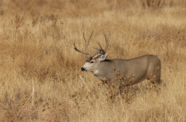 Mule Deer Buck During the rut in Fall in Colorado